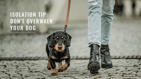 Isolation Tip: Don't Overwalk Your Dog